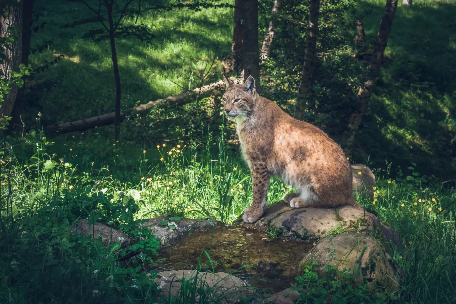 Lince ibérico en un bosque